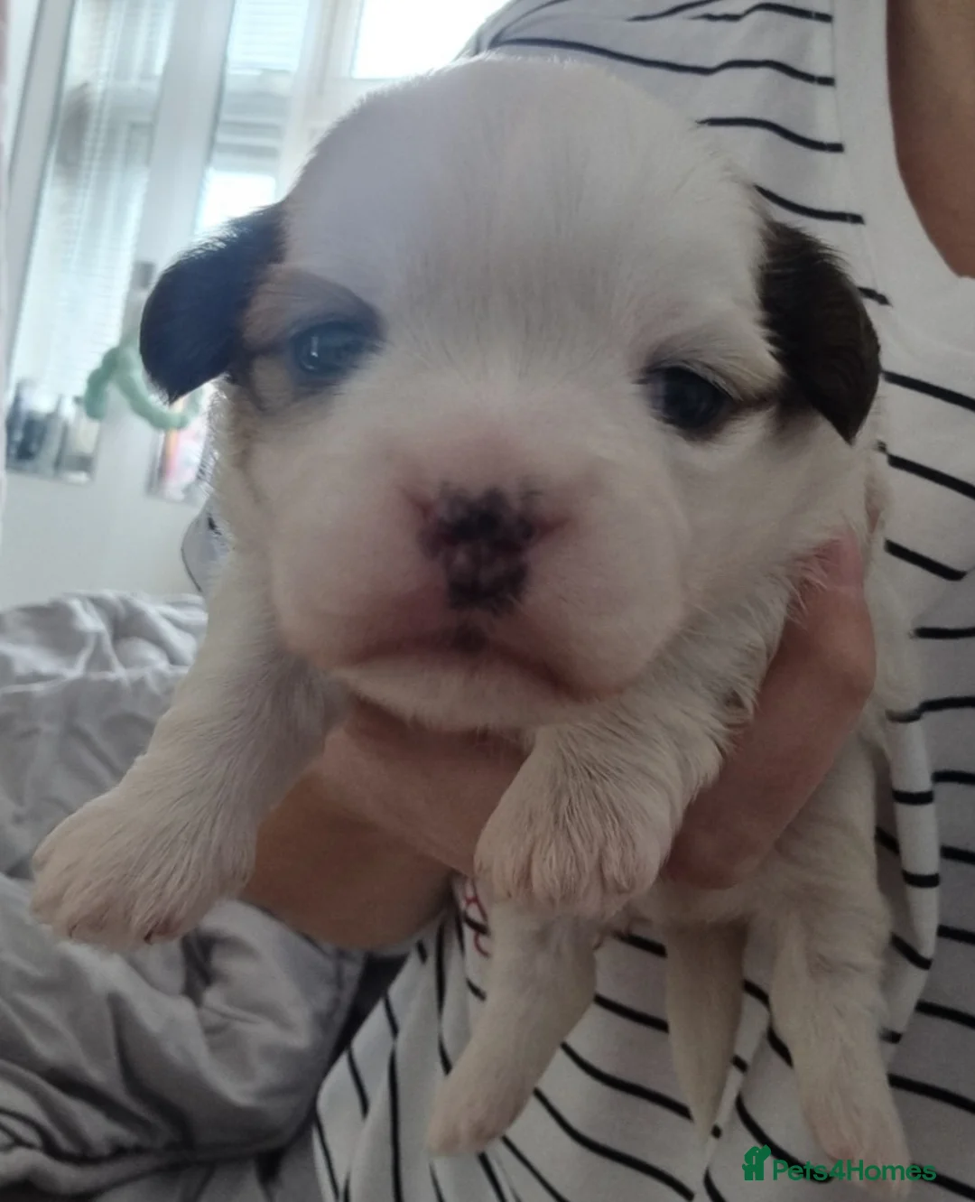 Shih Tzu dogs for sale: Tiny shihion puppys for sale - Advert 1