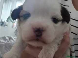 Shih Tzu dogs Tiny shihion puppys for sale - Advert 2