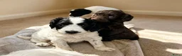 Sproodle dogs for sale: Rare Merle Sroodles Ready To Leave  - Advert 15