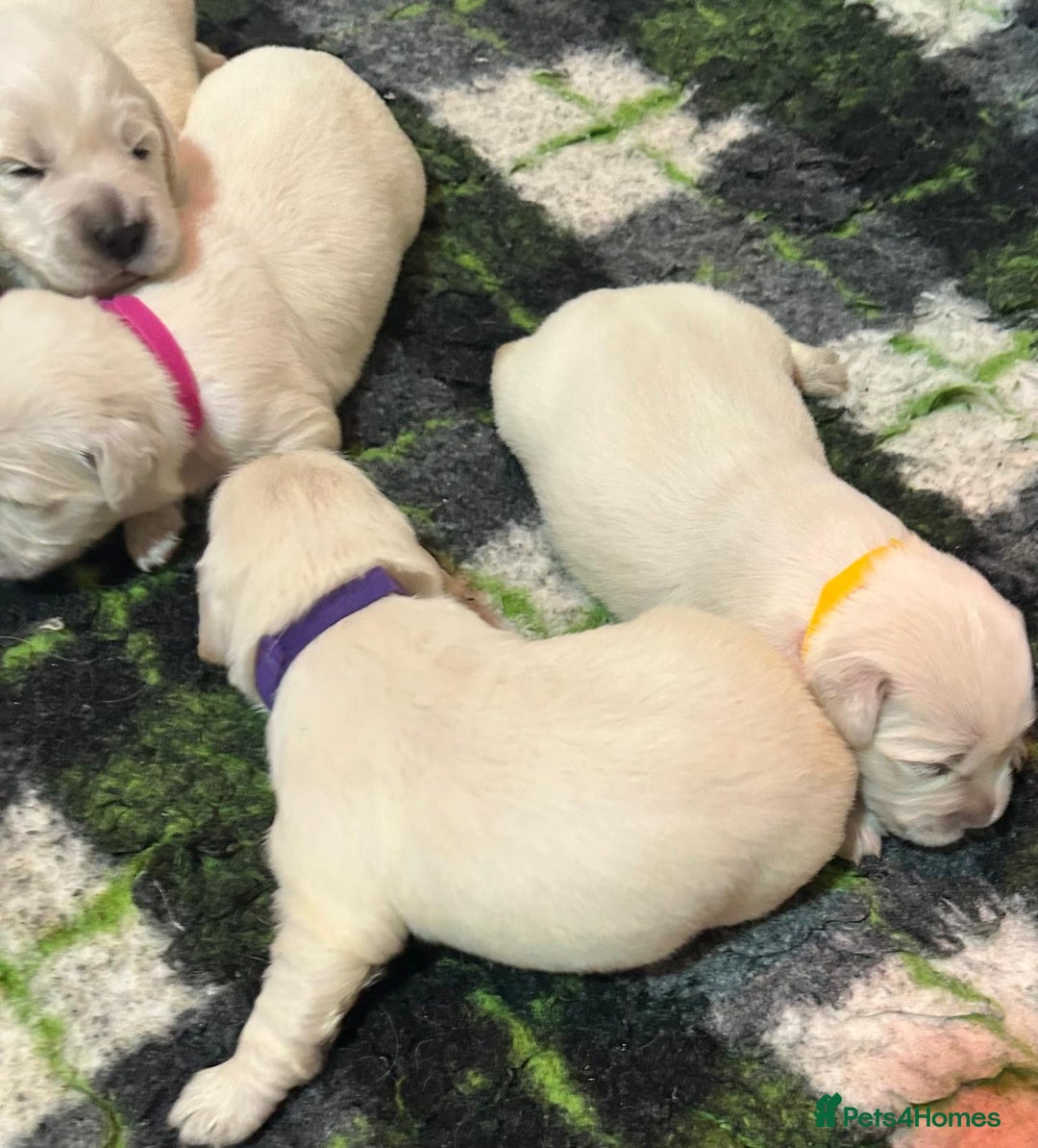 Golden Retriever dogs for sale: Chunky, cream pups - Image 14