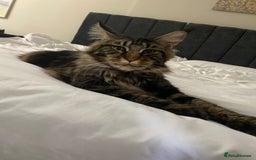 Maine Coon cats for sale: 10month old Maincoone - Image 1