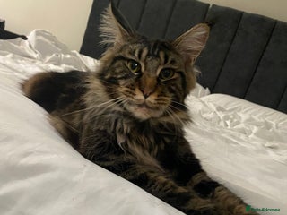 Maine Coon cats - Advert 6