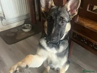 Shepsky dogs Shepsky puppy - Advert 2