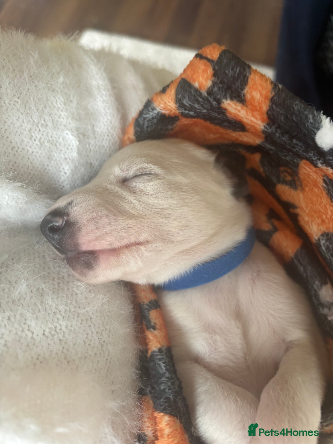 Whippet dogs for sale: Beautiful Blue Girl Whippet pup LAST ONE - Advert 21