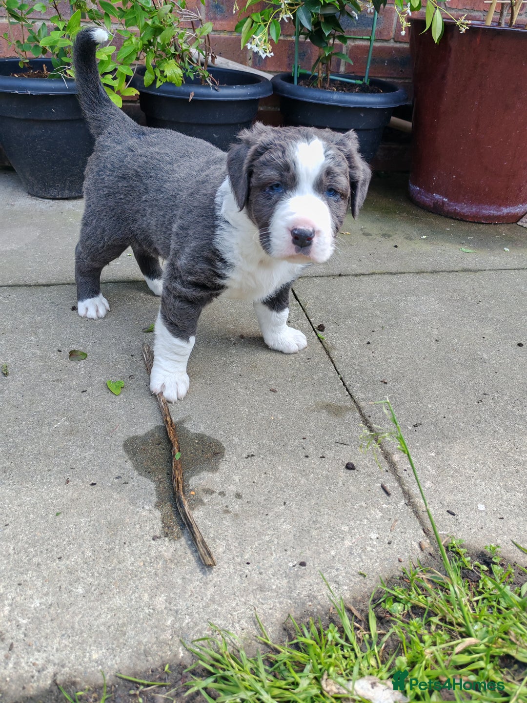 Mixed Breed dogs for sale:  ALL PUPPIES NOW SOLD - Image 6