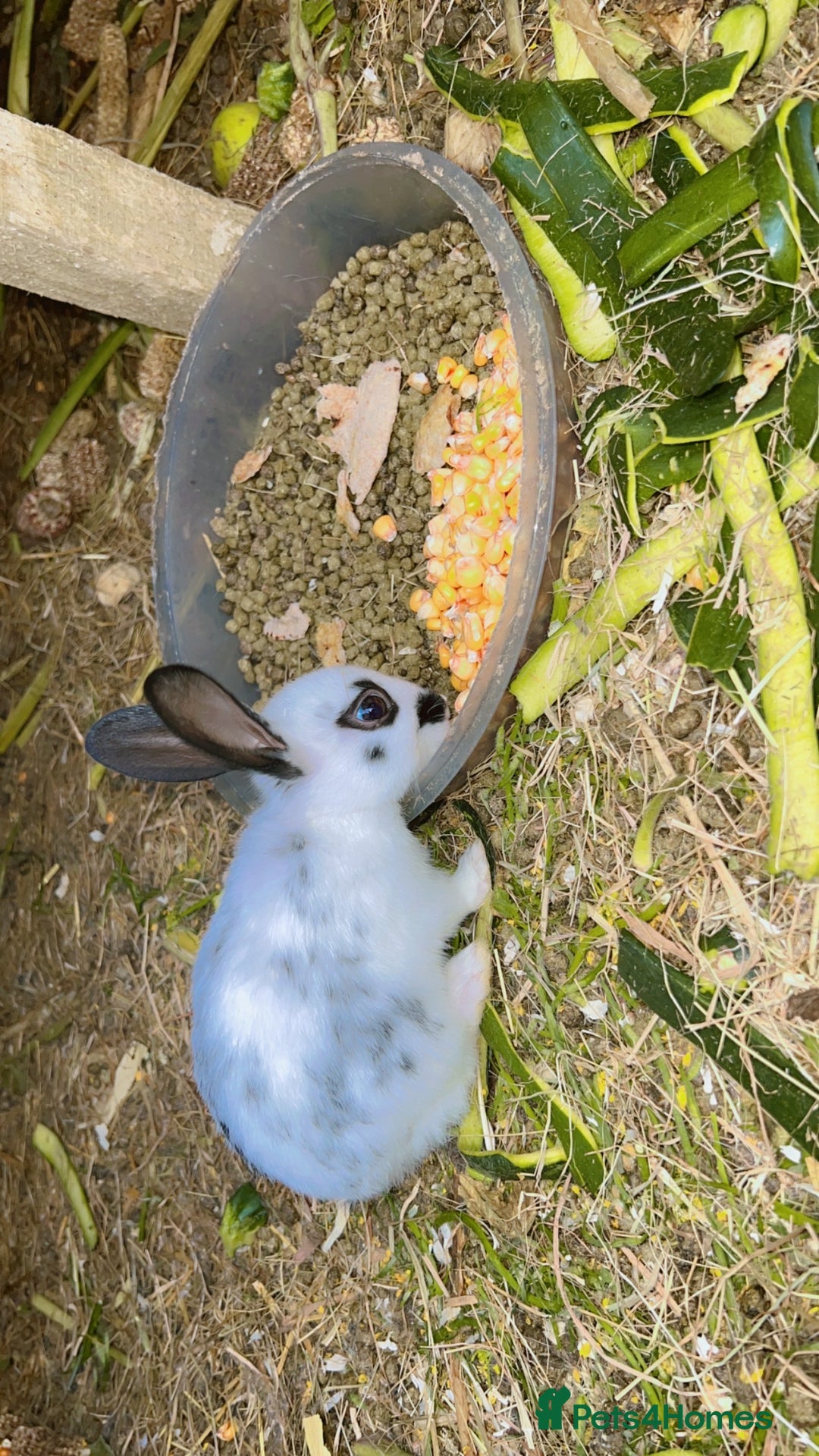 English Spot rabbits for sale: Baby English spot rabbits  - Image 5