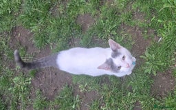 Mixed Breed cats for sale: Mix breed 2 kittens to rehome  - Image 9
