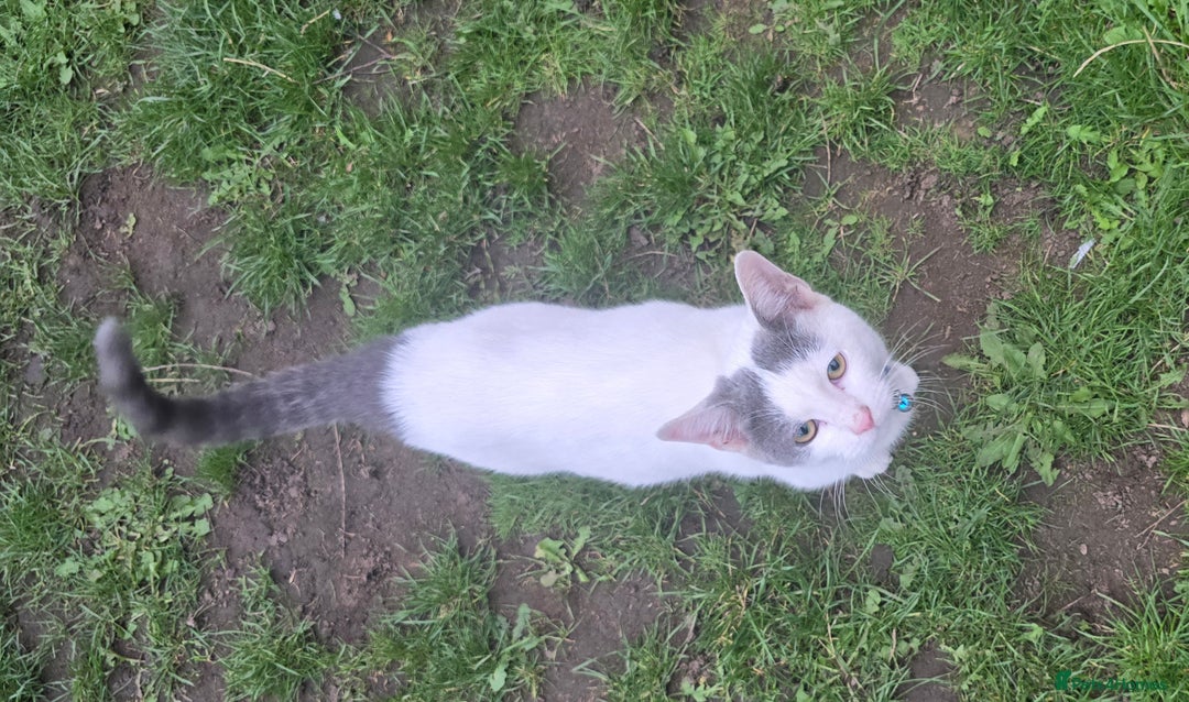 Mixed Breed cats for sale: Mix breed 2 kittens to rehome  - Image 9