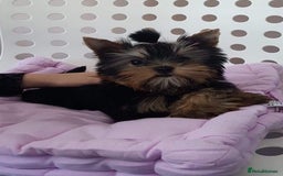 Yorkshire Terrier dogs for sale: Adorable Miniature Yorkshire terrier Boy  - Image 2