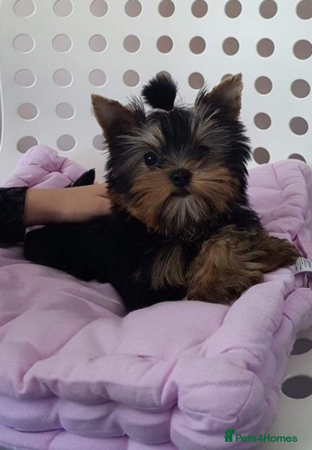 Yorkshire Terrier dogs for sale: Adorable Miniature Yorkshire terrier Boy  - Image 2