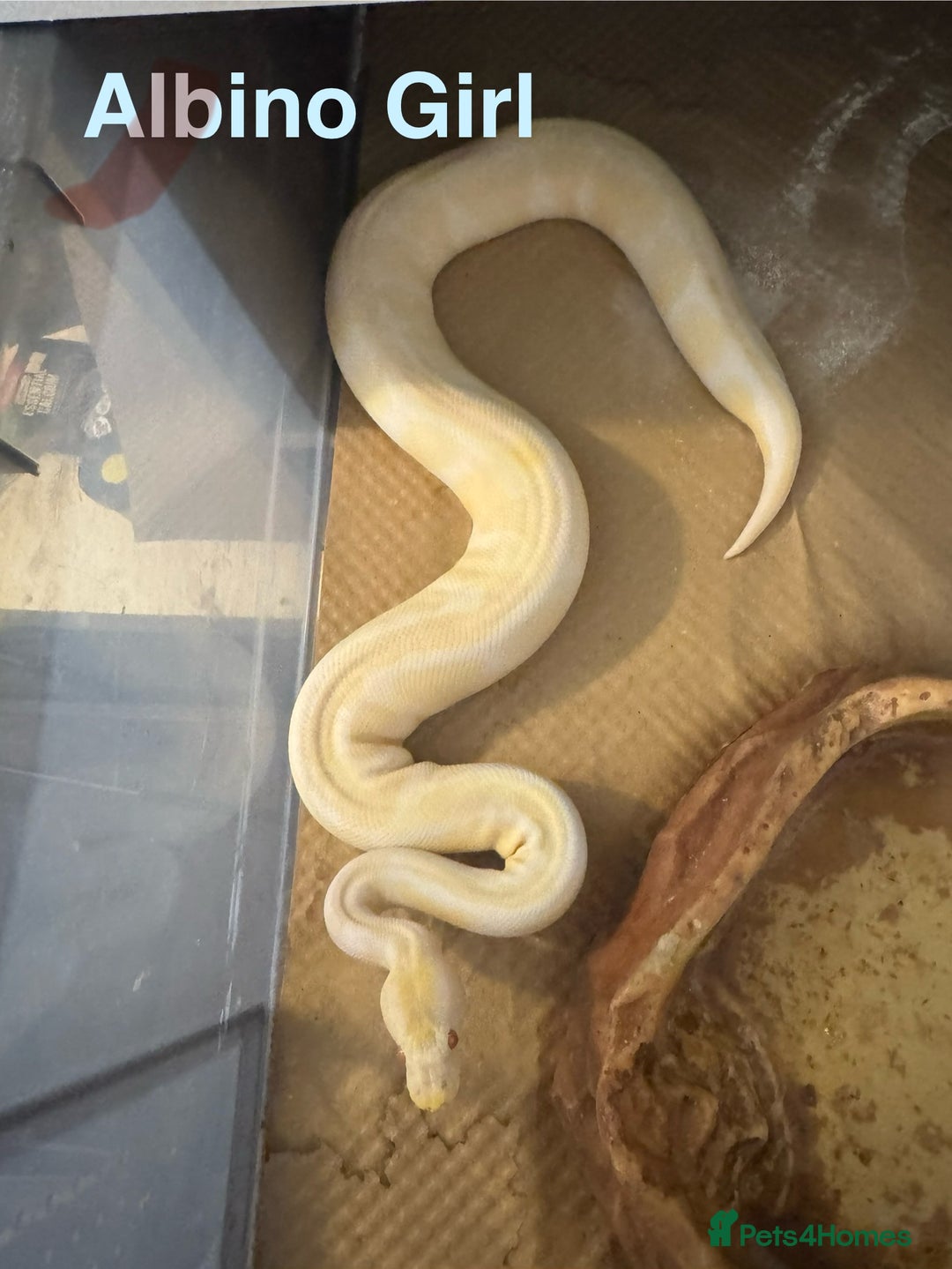 Python Snake reptiles for sale: Ball python collection  - Advert 13