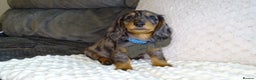 Miniature Dachshund dogs for stud: Silver dapple miniature longhaired dachshund stud in Stowmarket - Advert 8