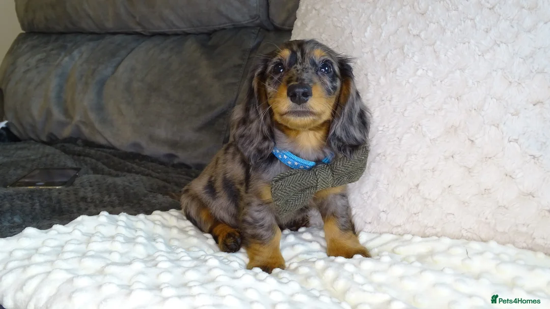 Miniature Dachshund dogs for stud: Silver dapple miniature longhaired dachshund stud in Stowmarket - Advert 8