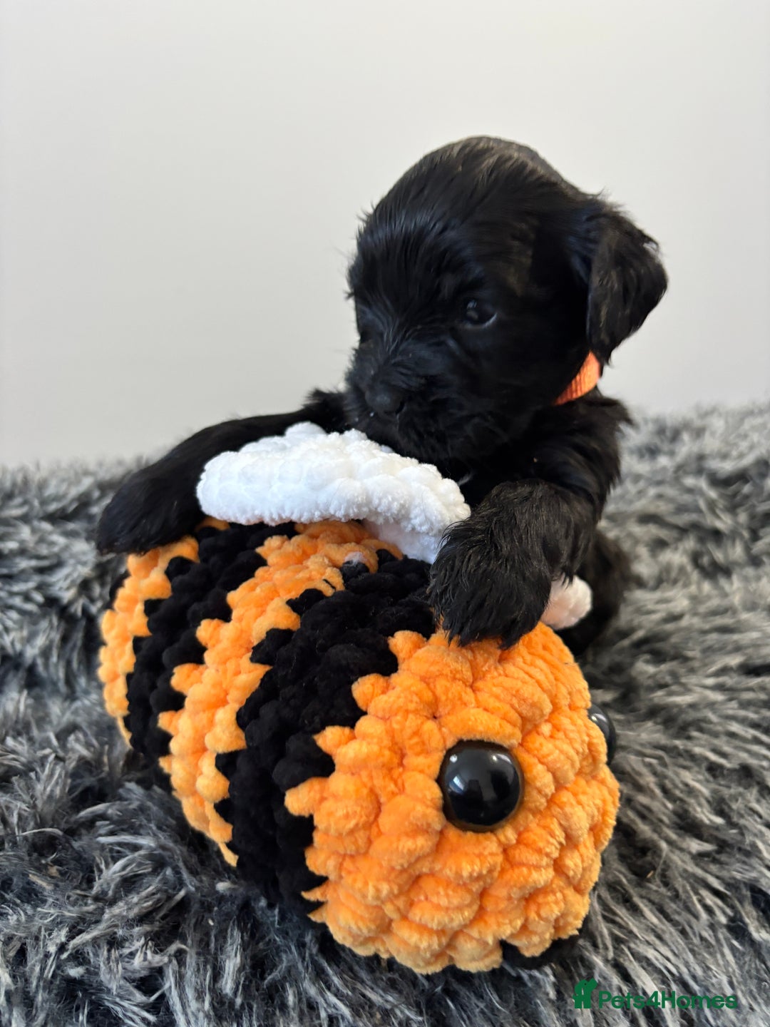 Mixed Breed dogs for sale: Beautiful Sproodle x Lhasa Apso Puppies - Advert 9