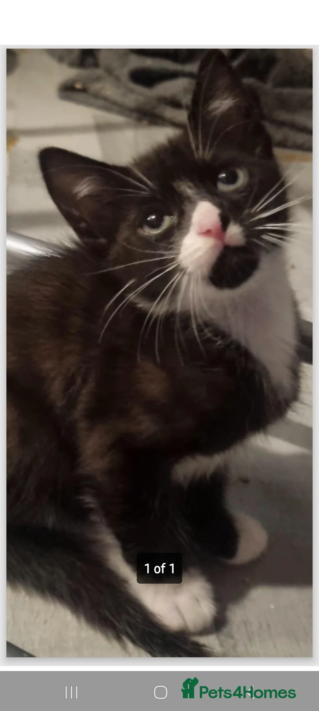 Mixed Breed cats for sale: 4 playful kittens - Advert 8