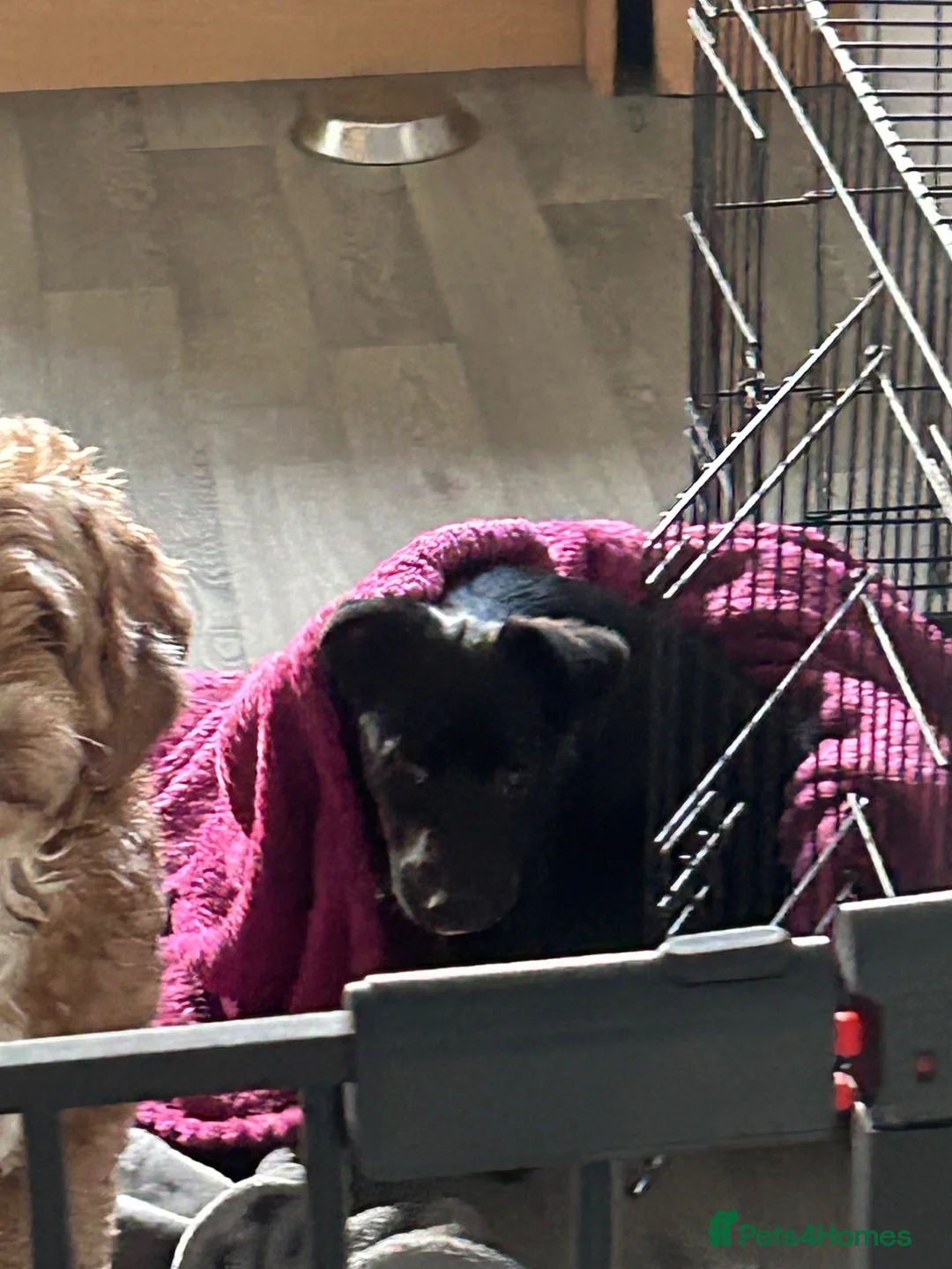 Mixed Breed dogs for sale: Jack russel cross yorkie in Sudbury - Advert 3