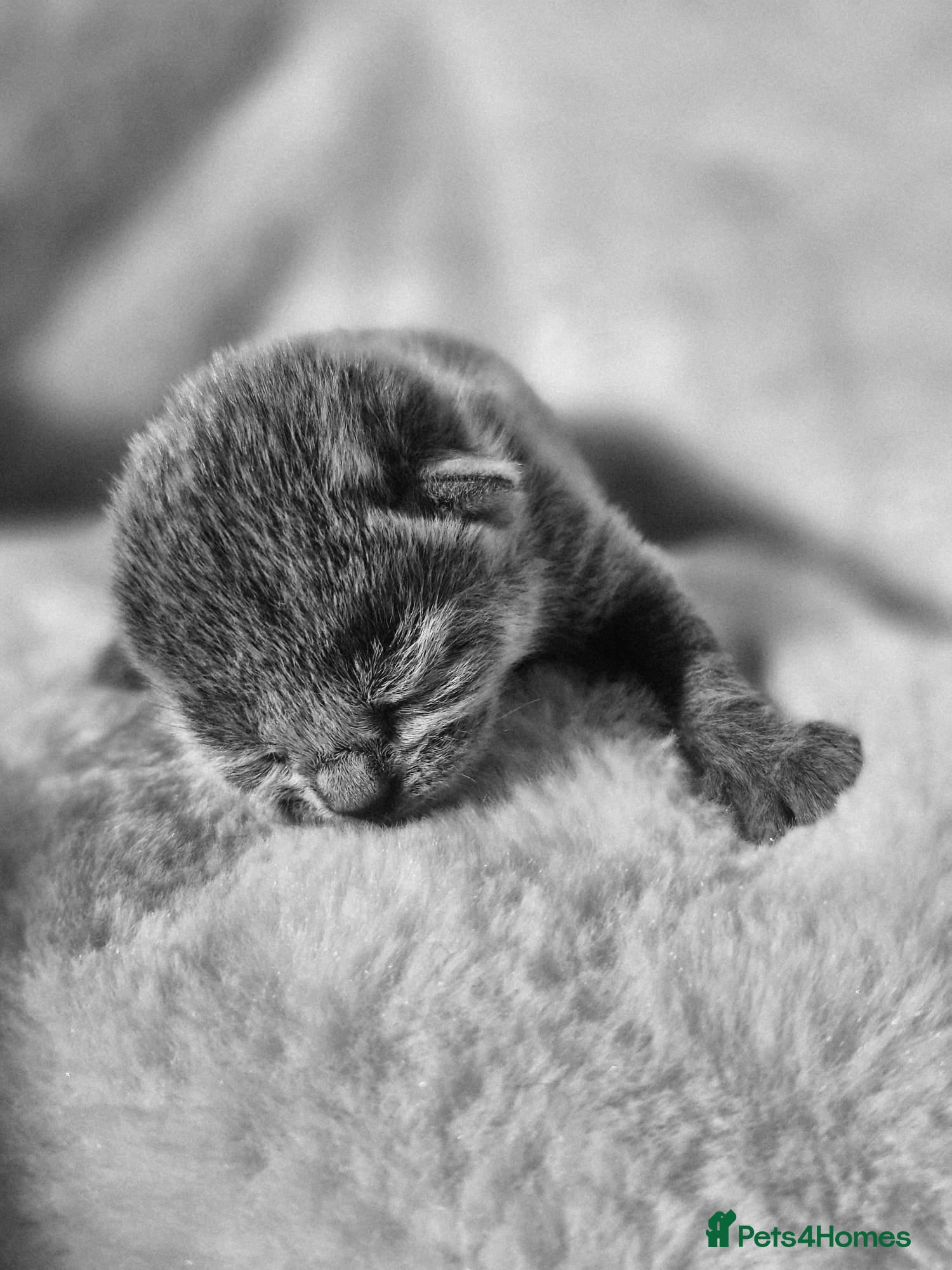 Russian Blue cats for sale: 🏅EXCEPTIONAL Russian Blue kittens🏆 - Advert 1