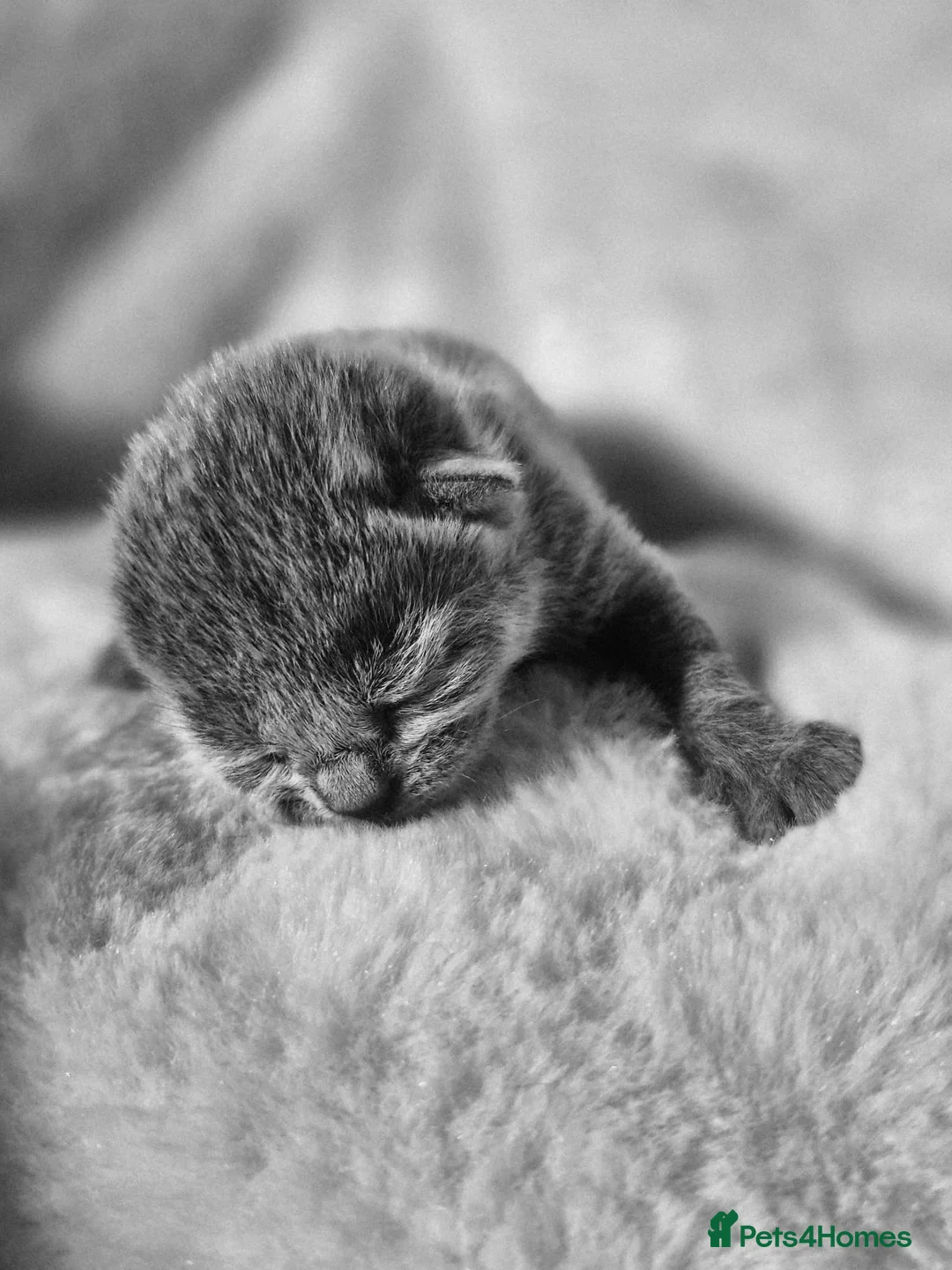 Russian Blue cats for sale: 🏅EXCEPTIONAL Russian Blue kittens🏆 - Advert 1