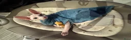 Sphynx cats for sale: Beautiful SphynxBoys Looking for the Perfect Home  - Advert 7