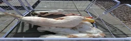 Shichon dogs for sale: Shichon puppies - Advert 2