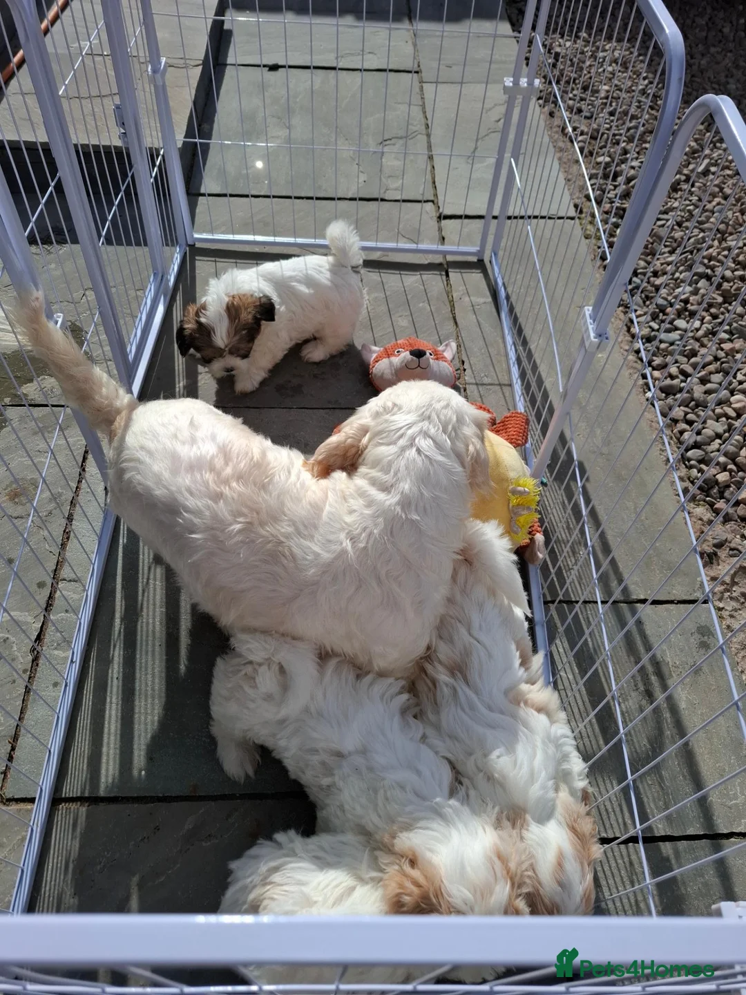 Shichon dogs for sale: Shichon puppies - Advert 2
