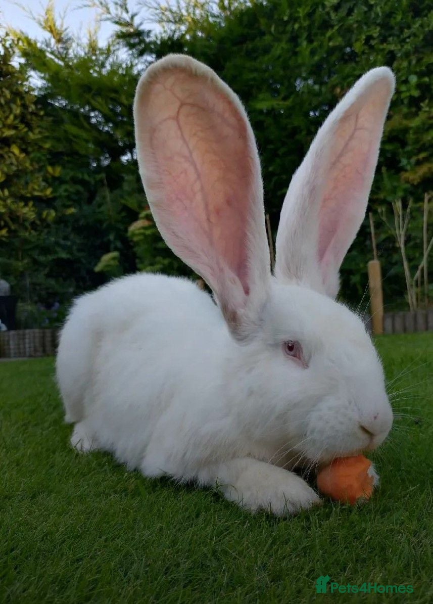 Continental Giant rabbits PURE Continental Giants - Vaccinated- RESERVE    - Advert 1