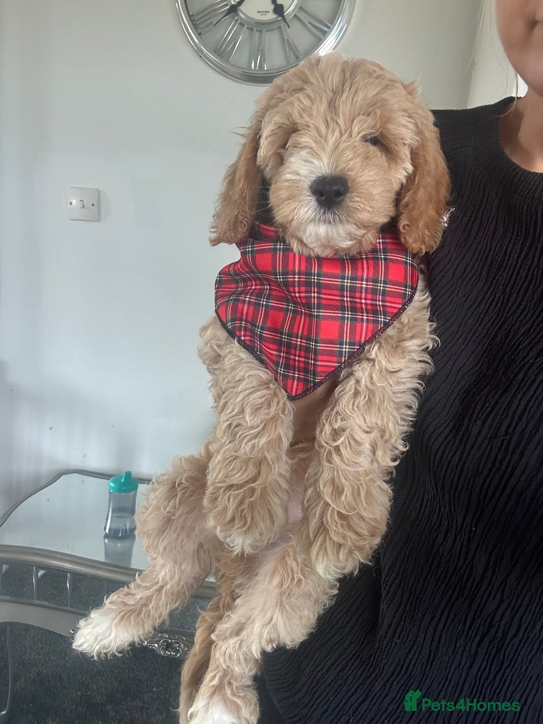 Cockapoo dogs for sale: F1B cockapoos ready for homes now  - Image 6