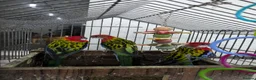Parakeets birds for sale: 3 nice and friendly healthy Eastern Rosellas  - Advert 1