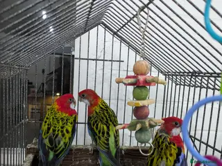 Parakeets birds 3 nice and friendly healthy Eastern Rosellas - Advert 2