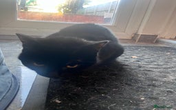 Mixed Breed cats for sale: Kittens for sale - Image 8