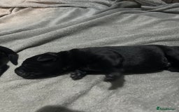 Mixed Breed dogs for sale: Staffrador puppies - Image 5