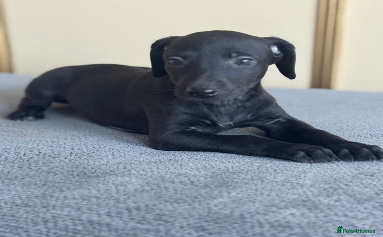 Whippet dogs Stunning whippet pups - Advert 3