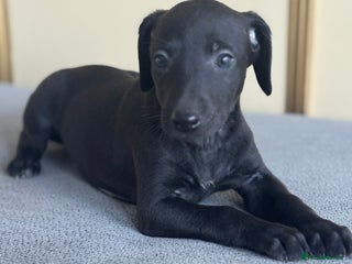 Whippet dogs Stunning whippet pups - Advert 7