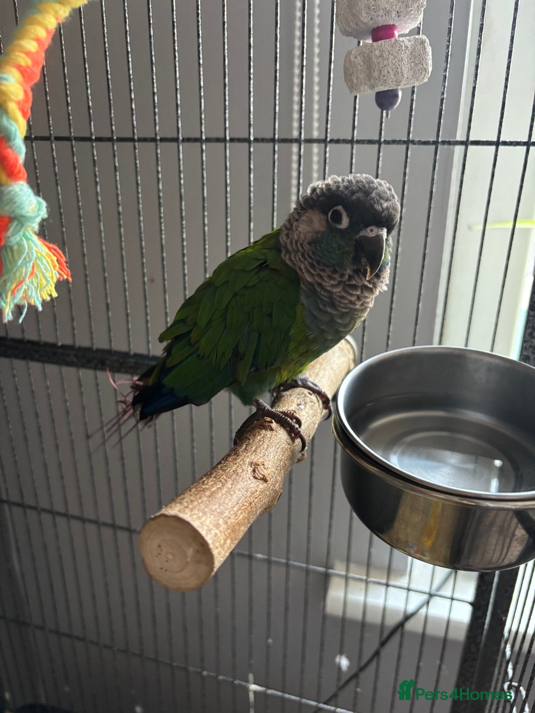 Conures birds for sale: Tame Pearly Conure Parrot - Advert 3