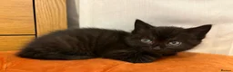 British Shorthair cats for sale: British shorthair cross kittens - Advert 17