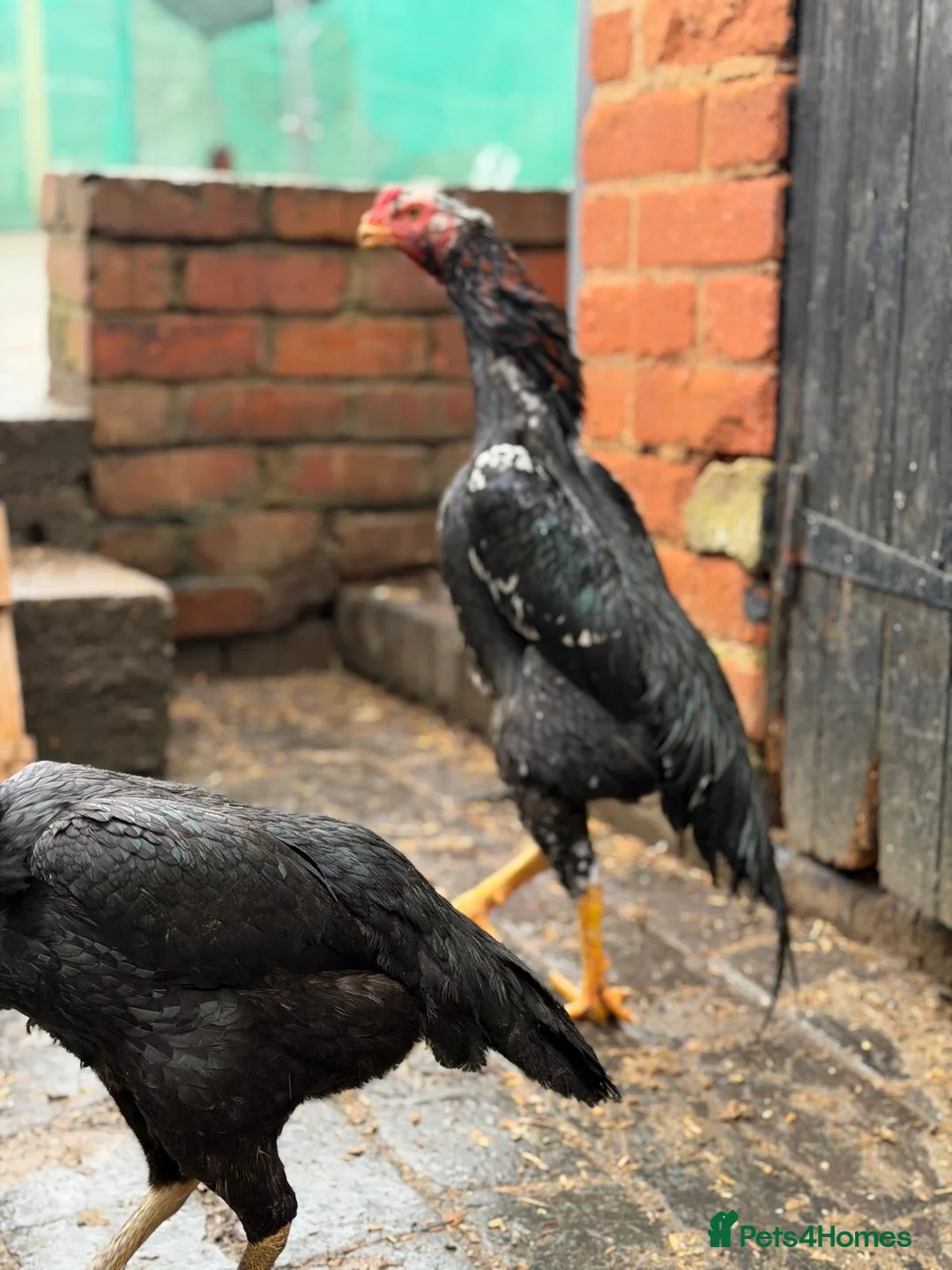 Hens poultry for sale: O shamo, shamo, Pakistani aseel and miwali   - Advert 6
