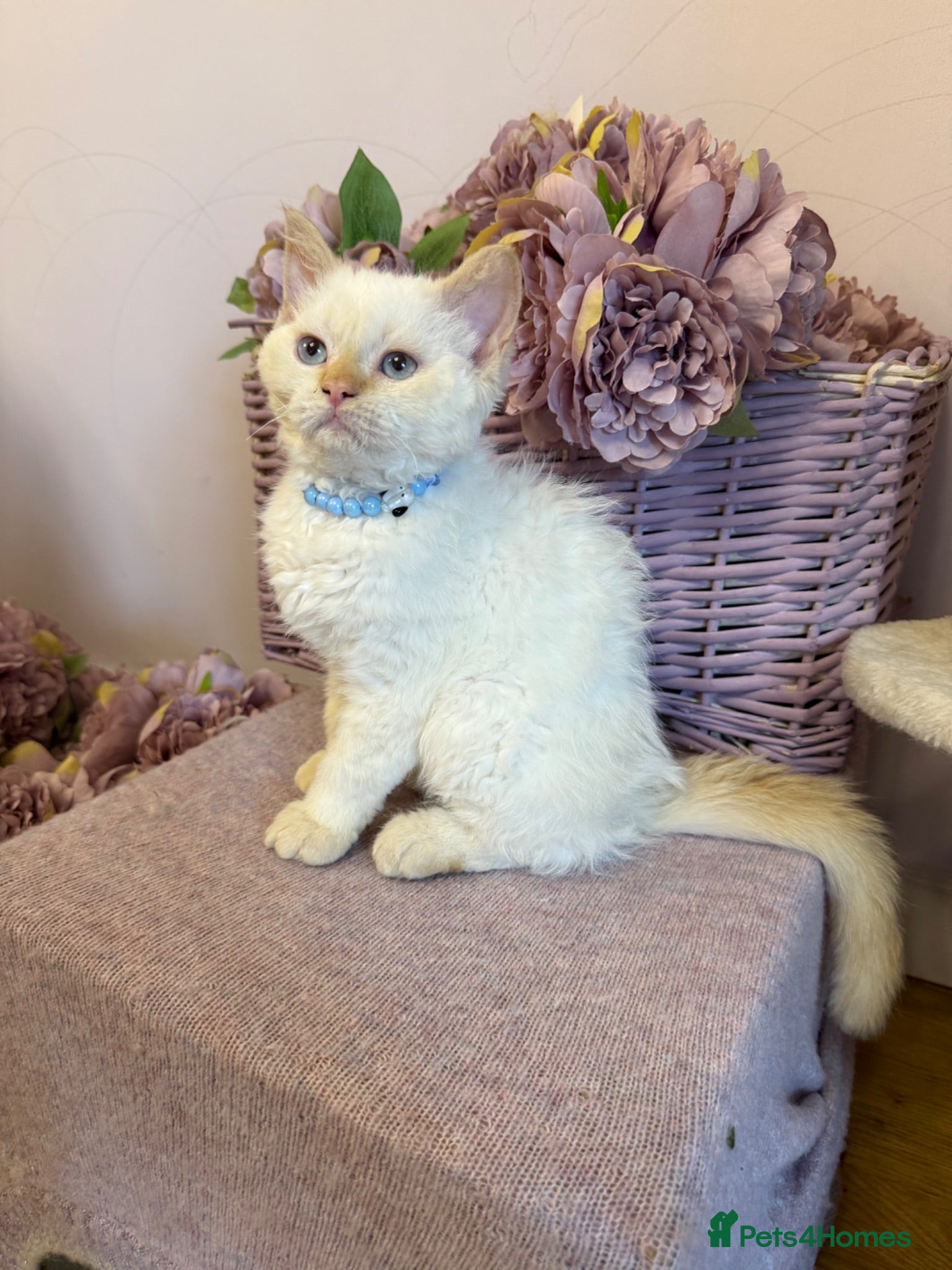 Selkirk Rex cats Selkirk rex kittens!ONE CURLY KITTEN LEFT! - Advert 18