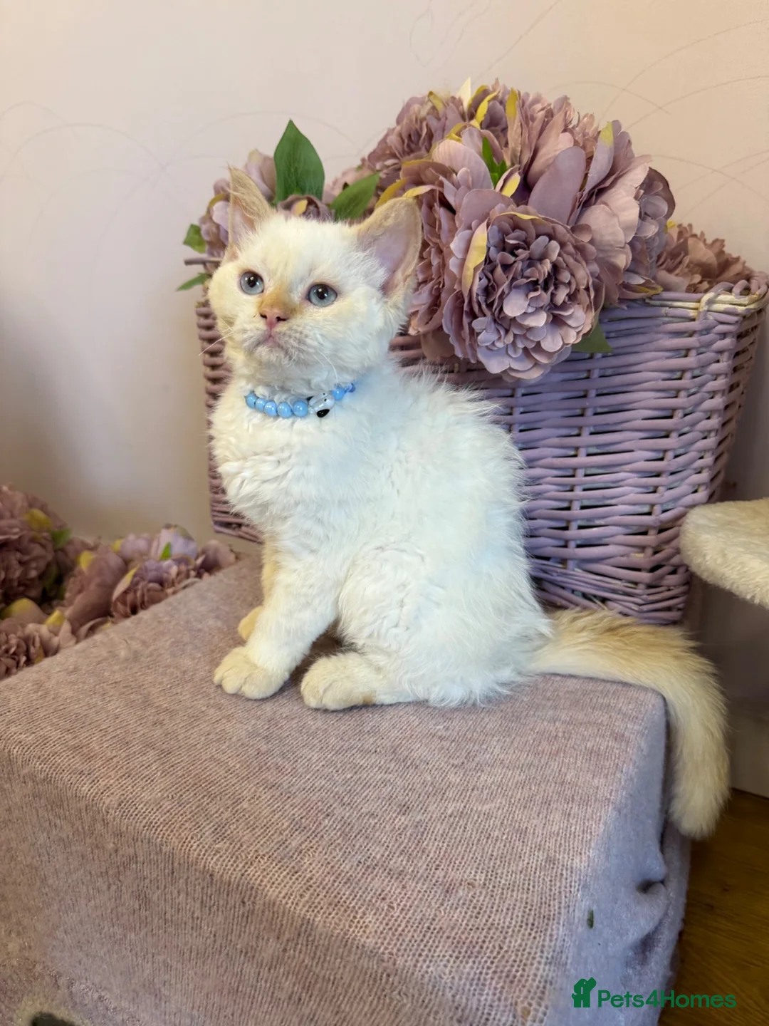 Selkirk Rex cats for sale: Selkirk rex kittens!ONE CURLY KITTEN LEFT! - Advert 2