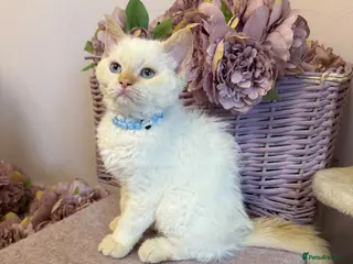 Selkirk Rex cats Selkirk rex kittens!ONE CURLY KITTEN LEFT! - Advert 5