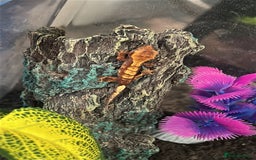 Gecko reptiles for sale: Young Crested Geckos - Image 5