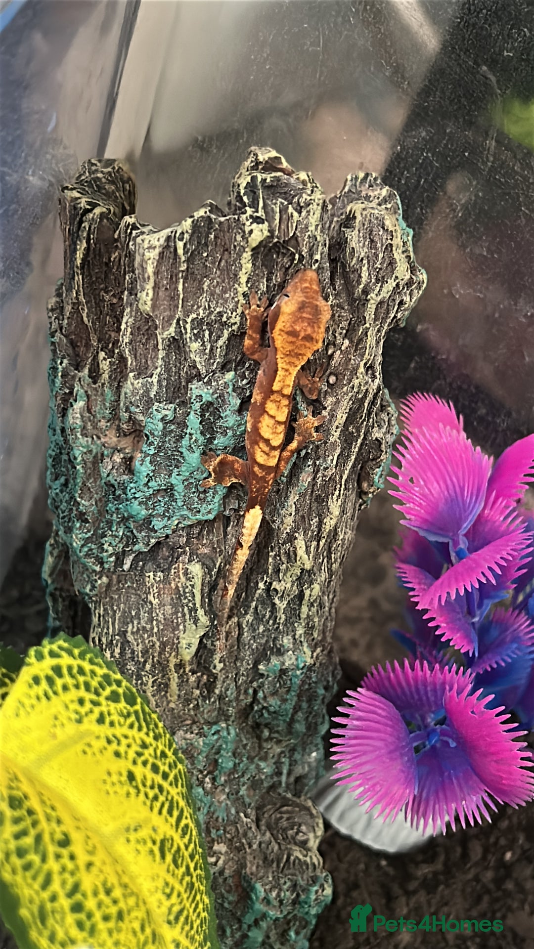 Gecko reptiles for sale: Young Crested Geckos - Image 5