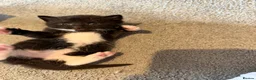 Mixed Breed cats for sale: 5 beautiful kittens  - Advert 20
