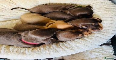 Miniature Dachshund dogs - Advert 3