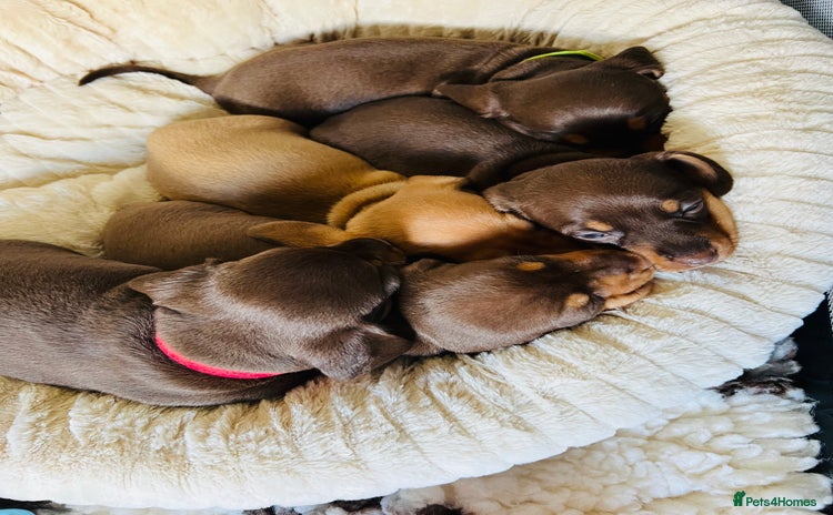 Miniature Dachshund dogs - Advert 4