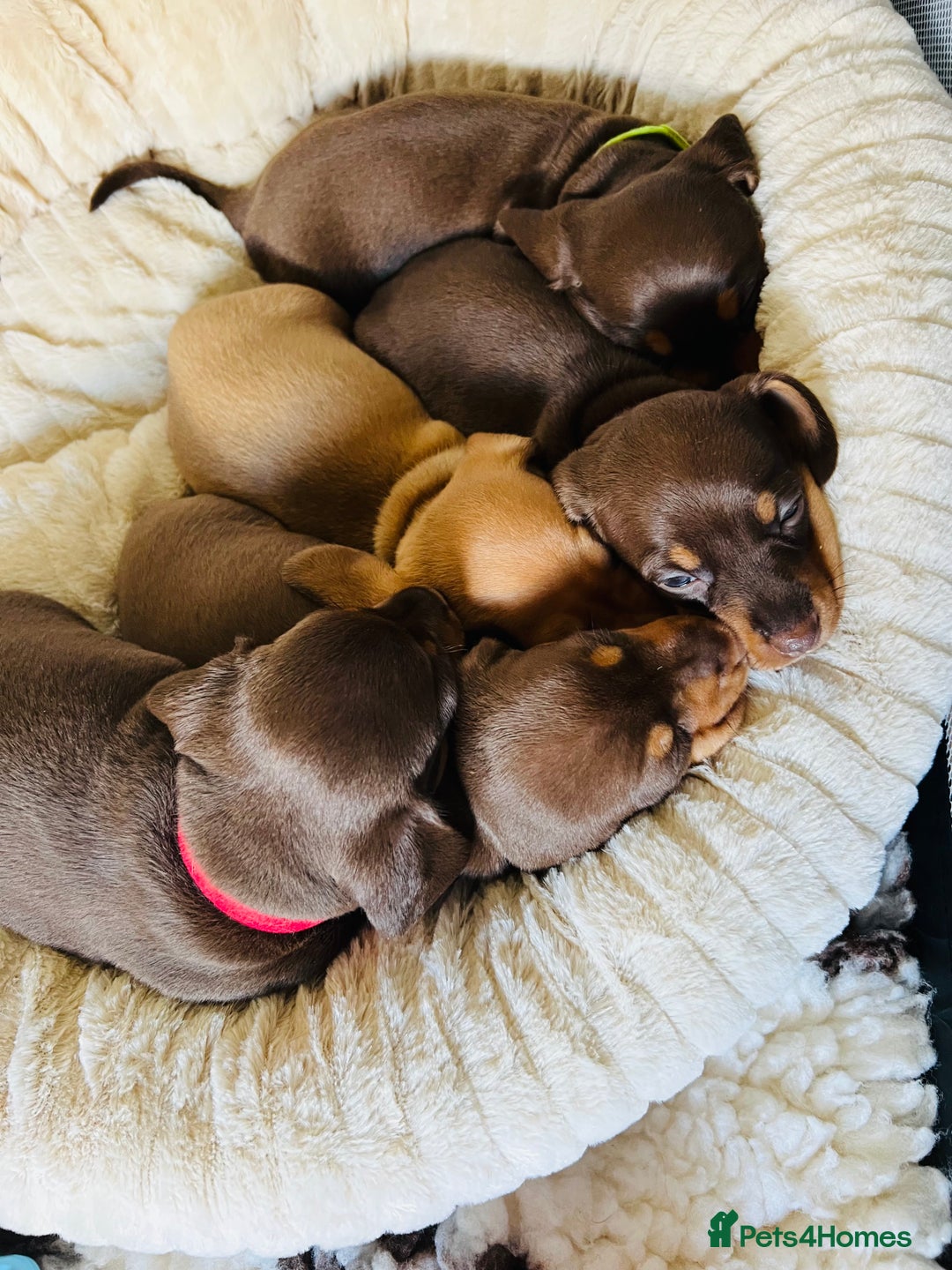 Miniature Dachshund dogs for sale: KC Miniature Dachshunds - Image 1