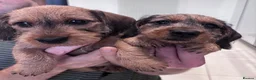 Miniature Dachshund dogs for sale: Miniature dachshund Wirehaired  - Advert 20