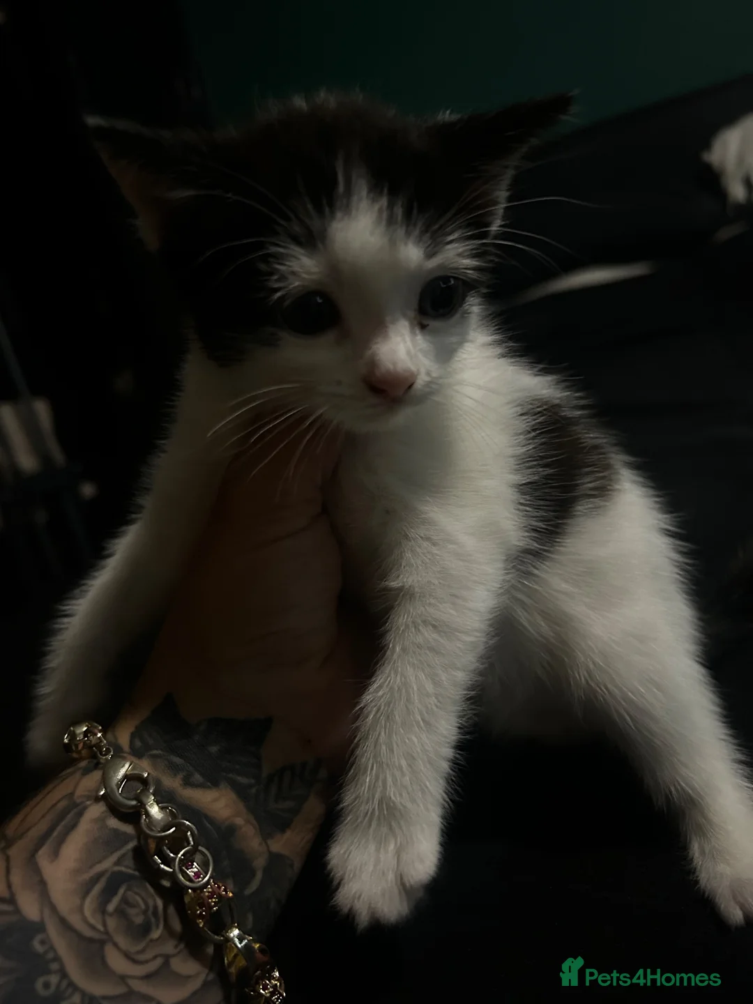 Mixed Breed cats for sale: Female kitten  - Advert 2