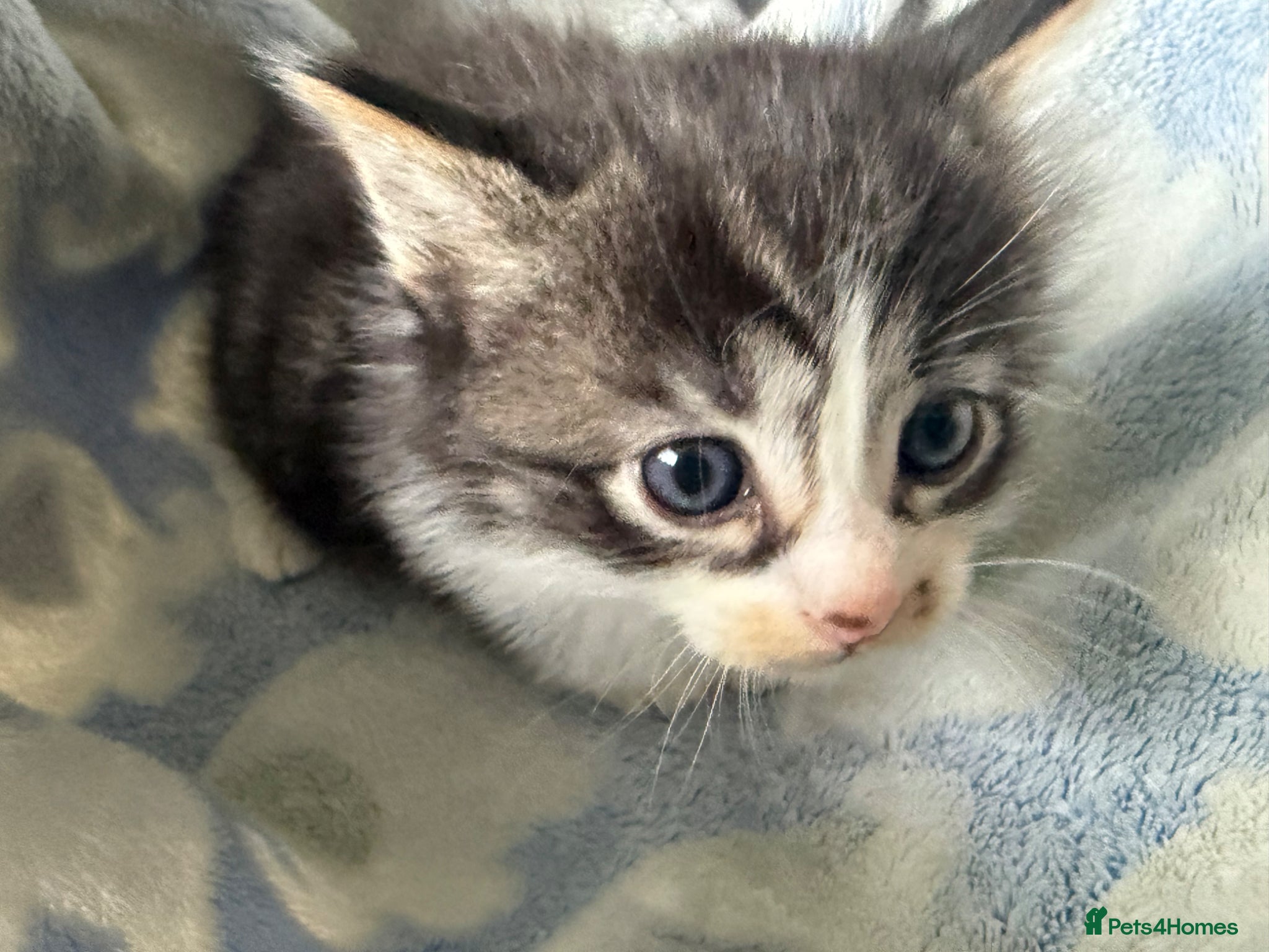 Mixed Breed cats Ragdoll x calico  - Advert 14
