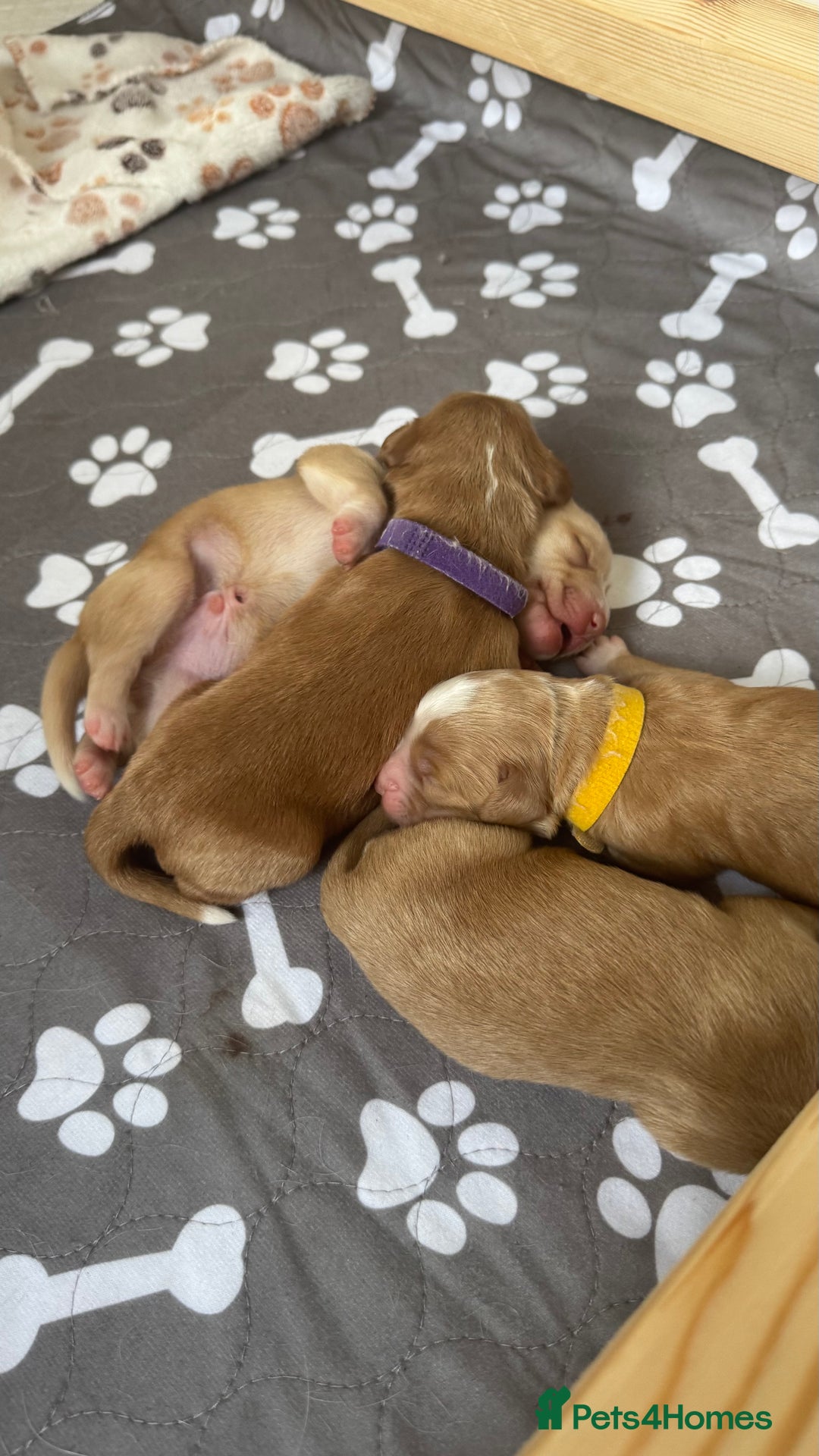 Cockapoo dogs for sale: Cockapoo x pups - Image 11