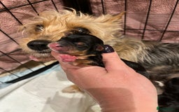 Yorkshire Terrier dogs for sale: Stunning family raised puppys - Image 6